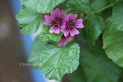 Malva sylvestris